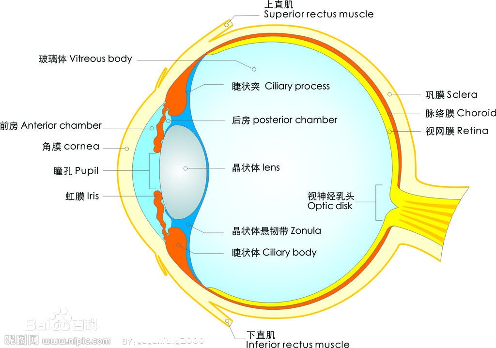 眼球結(jié)構(gòu)